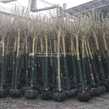 7 lagerstroemia indica packing